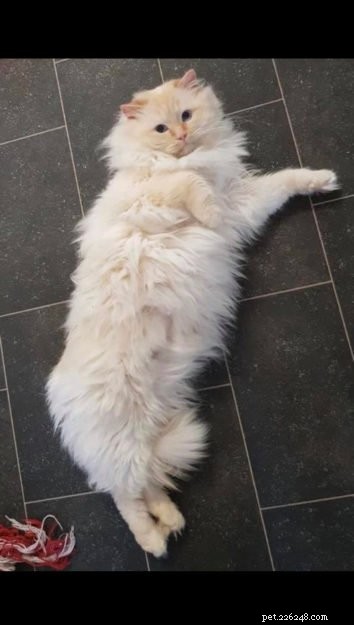 Woody: The Charming Two‑Year‑Old Ragdoll Cat