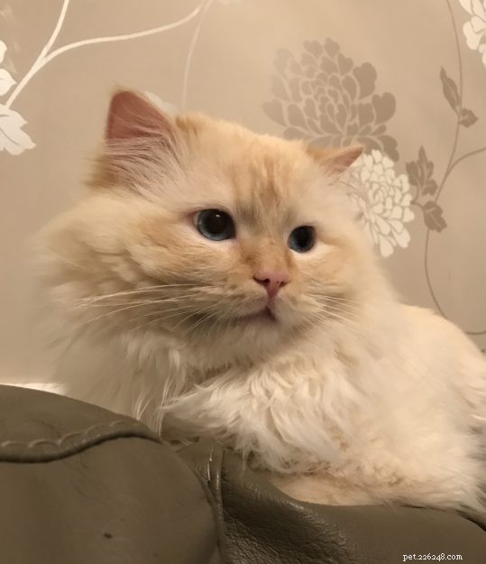 Woody: The Charming Two‑Year‑Old Ragdoll Cat