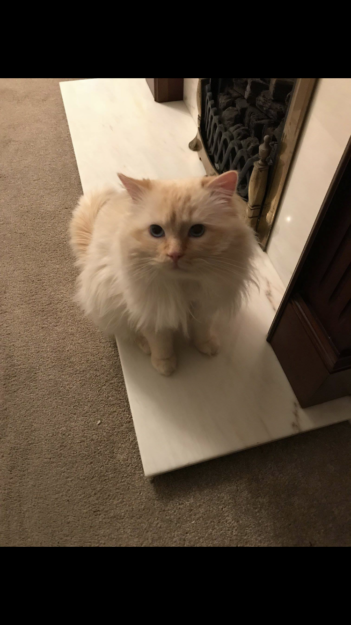 Woody: The Charming Two‑Year‑Old Ragdoll Cat
