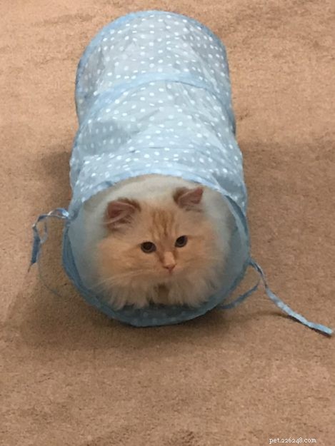 Woody: The Charming Two‑Year‑Old Ragdoll Cat