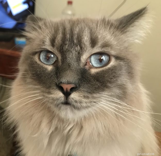 Meet Harley: A Resilient Rescue Cat’s Journey