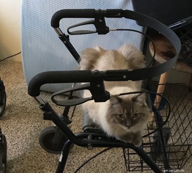 Meet Harley: A Resilient Rescue Cat’s Journey