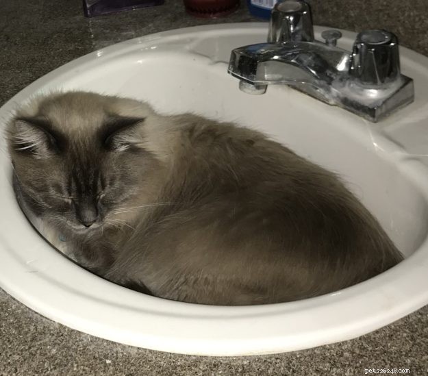 Meet Harley: A Resilient Rescue Cat’s Journey