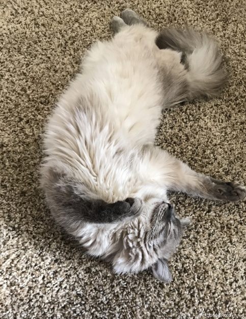 Meet Harley: A Resilient Rescue Cat’s Journey