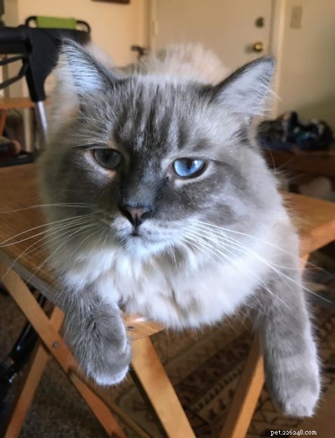 Meet Harley: A Resilient Rescue Cat’s Journey