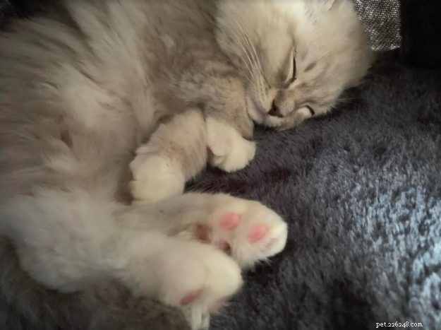 Mochi: A Ragdoll Cat’s Heartwarming Story of Love and Loyalty