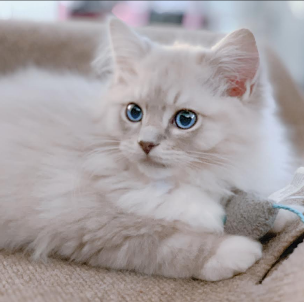 Mochi: A Ragdoll Cat’s Heartwarming Story of Love and Loyalty