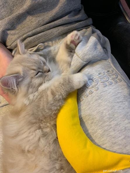 Mochi: A Ragdoll Cat’s Heartwarming Story of Love and Loyalty