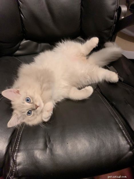 Mochi: A Ragdoll Cat’s Heartwarming Story of Love and Loyalty