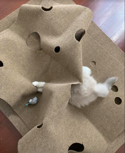 Mochi: A Ragdoll Cat’s Heartwarming Story of Love and Loyalty