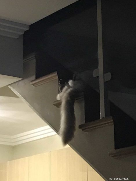 Meet Rocky: The Gentle Ragdoll Who Made a Rescued Life