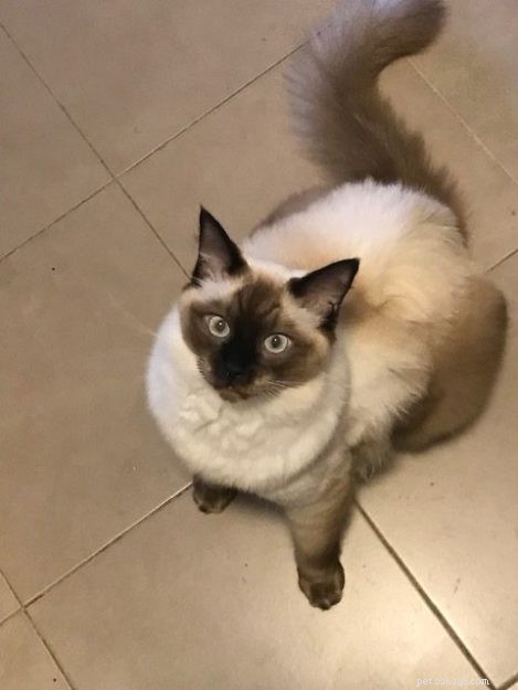 Meet Rocky: The Gentle Ragdoll Who Made a Rescued Life