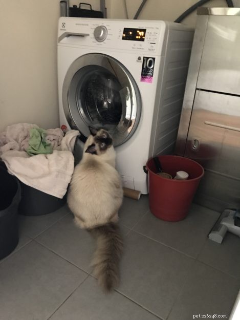 Meet Rocky: The Gentle Ragdoll Who Made a Rescued Life