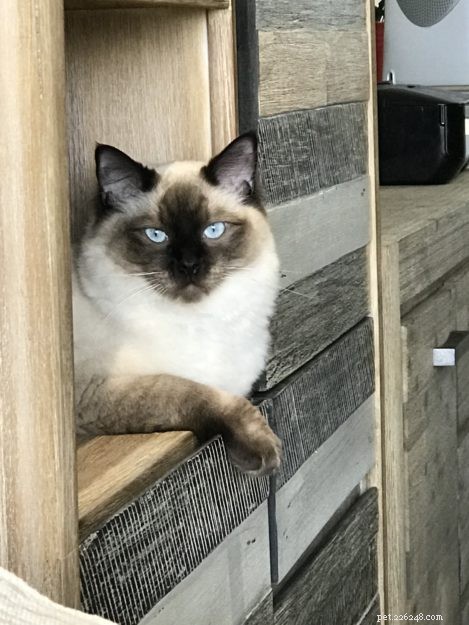 Meet Rocky: The Gentle Ragdoll Who Made a Rescued Life