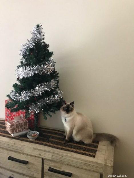 Meet Rocky: The Gentle Ragdoll Who Made a Rescued Life