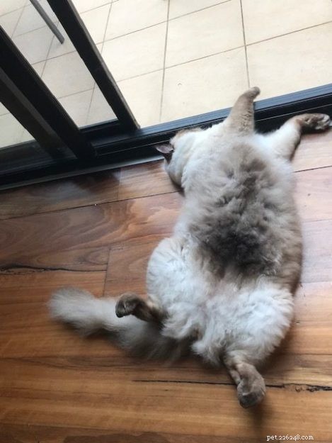 Meet Rocky: The Gentle Ragdoll Who Made a Rescued Life