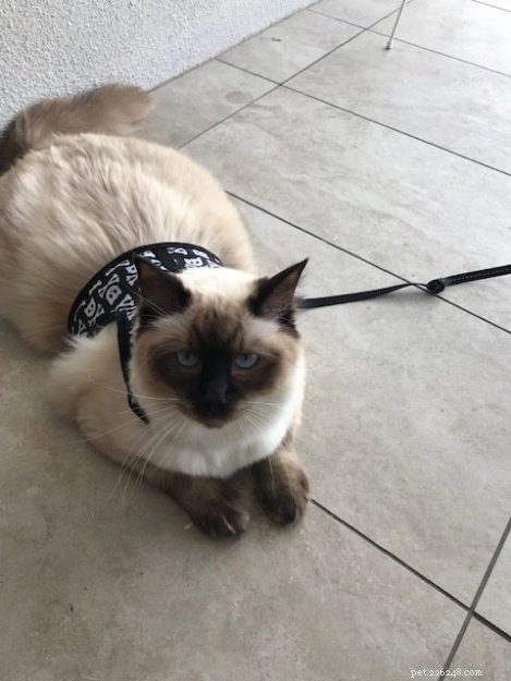 Meet Rocky: The Gentle Ragdoll Who Made a Rescued Life