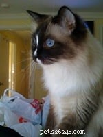 Expert Guide to Introducing Cats: Tips for a Smooth Transition