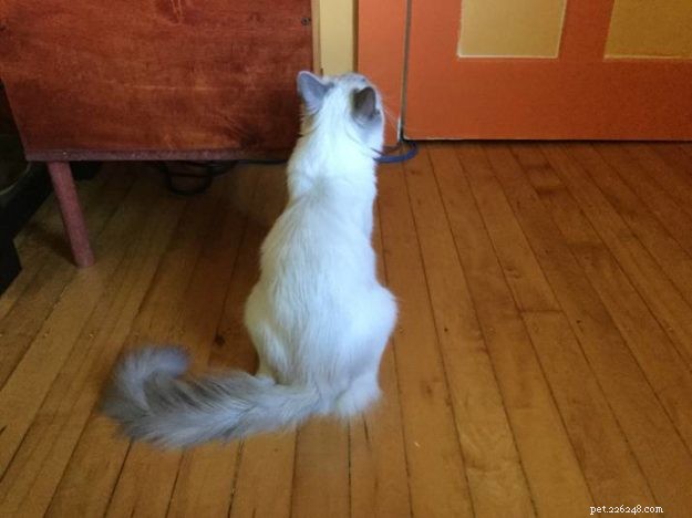 Expert Guide to Introducing Cats: Tips for a Smooth Transition