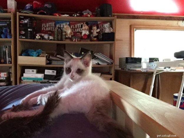 Expert Guide to Introducing Cats: Tips for a Smooth Transition