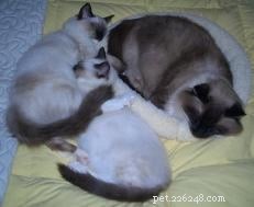 Expert Guide to Introducing Cats: Tips for a Smooth Transition