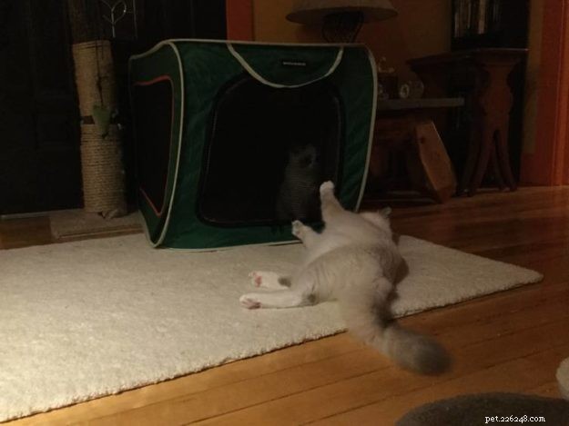 Expert Guide to Introducing Cats: Tips for a Smooth Transition