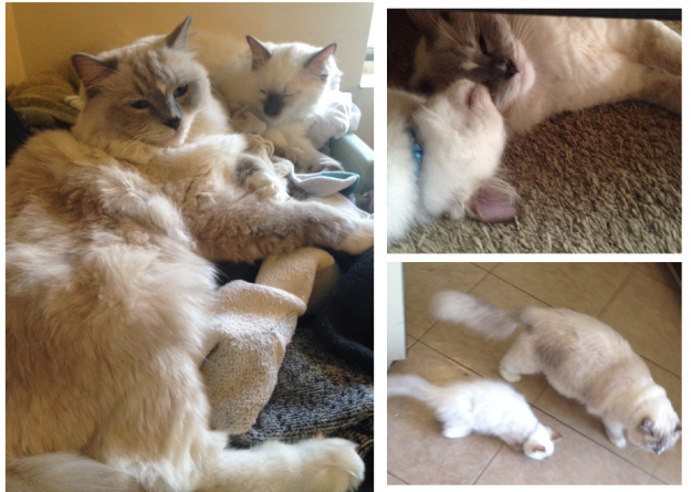 Expert Guide to Introducing Cats: Tips for a Smooth Transition