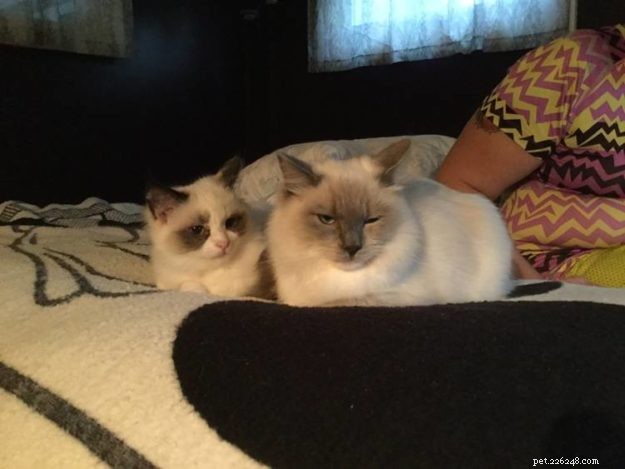 Expert Guide to Introducing Cats: Tips for a Smooth Transition