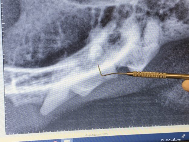 Ragdoll Cat Trigg’s Safe Dental Cleaning – Procedure & Benefits