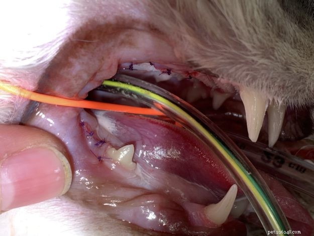 Ragdoll Cat Trigg’s Safe Dental Cleaning – Procedure & Benefits