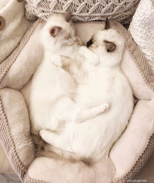 Meet Leo & Luna: The Adorable Ragdoll Duo of the Week