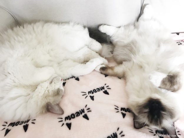 Meet Leo & Luna: The Adorable Ragdoll Duo of the Week