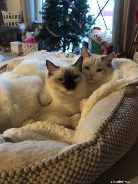 Meet Leo & Luna: The Adorable Ragdoll Duo of the Week