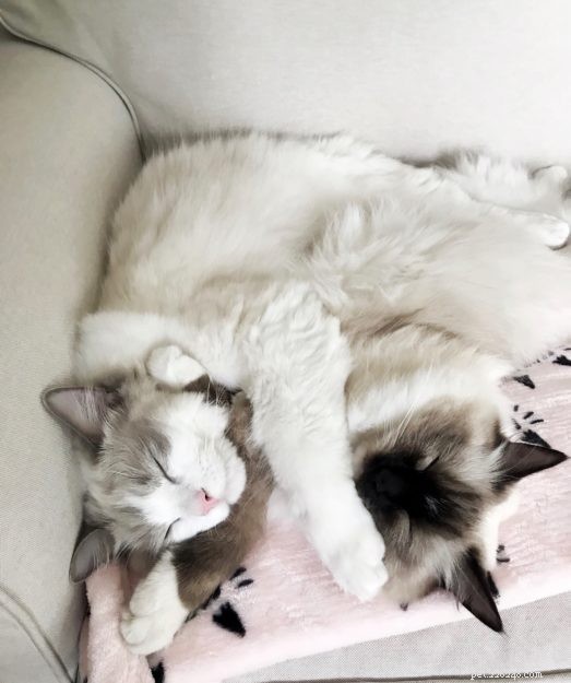 Meet Leo & Luna: The Adorable Ragdoll Duo of the Week