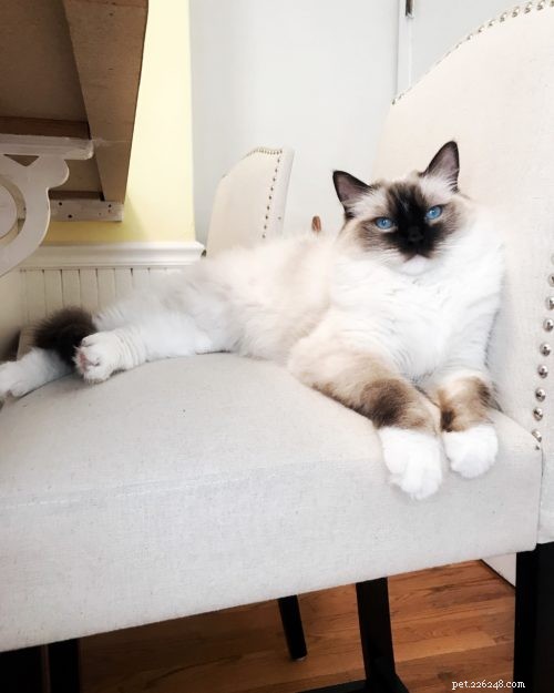 Meet Leo & Luna: The Adorable Ragdoll Duo of the Week