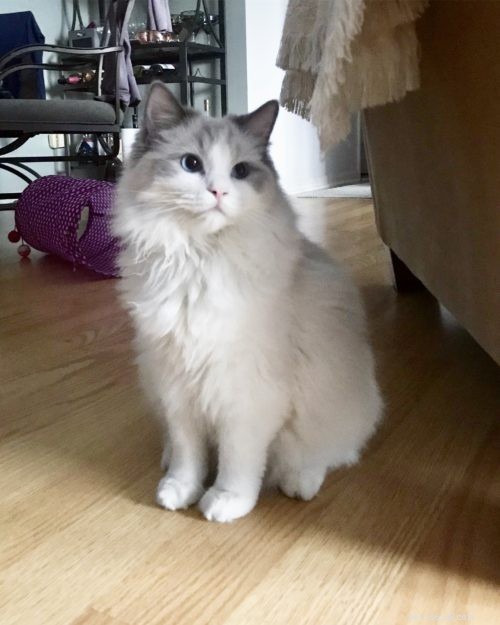 Meet Leo & Luna: The Adorable Ragdoll Duo of the Week