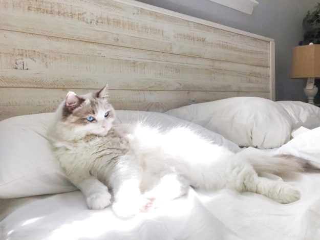 Meet Leo & Luna: The Adorable Ragdoll Duo of the Week