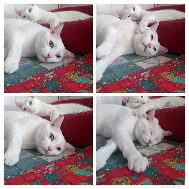 From 30 Days to 5 Years: The Rescue Story of Demon & Devil