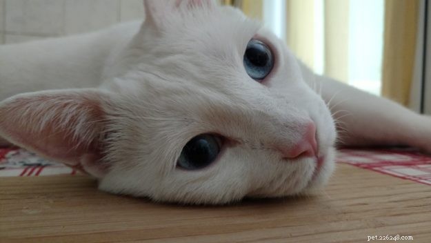 From 30 Days to 5 Years: The Rescue Story of Demon & Devil