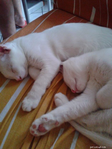 From 30 Days to 5 Years: The Rescue Story of Demon & Devil