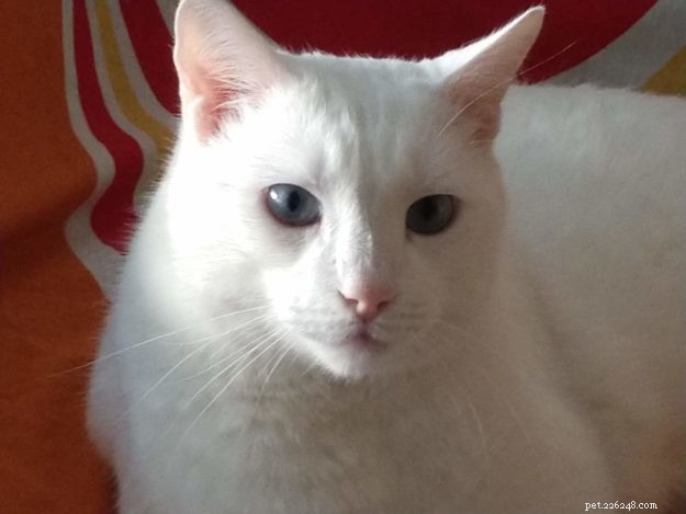 From 30 Days to 5 Years: The Rescue Story of Demon & Devil