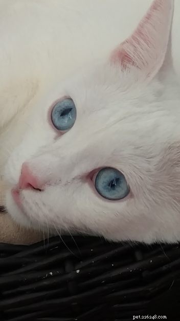 From 30 Days to 5 Years: The Rescue Story of Demon & Devil