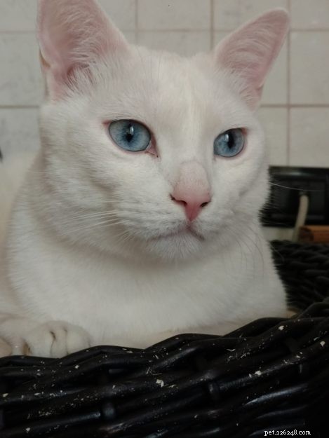 From 30 Days to 5 Years: The Rescue Story of Demon & Devil