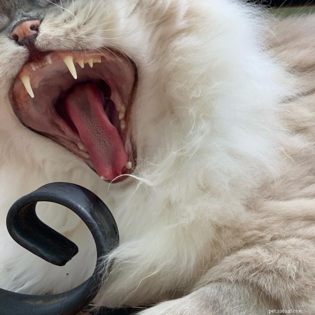 Ragdoll Cats Yawning: What It Means & Why It Happens