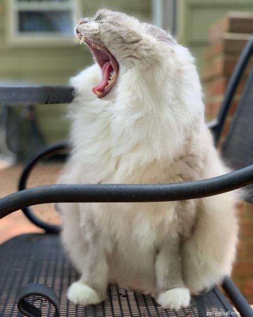 Ragdoll Cats Yawning: What It Means & Why It Happens
