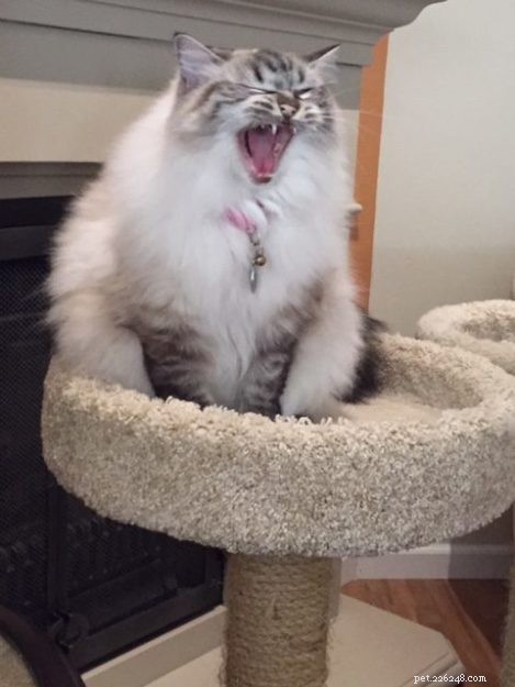 Ragdoll Cats Yawning: What It Means & Why It Happens