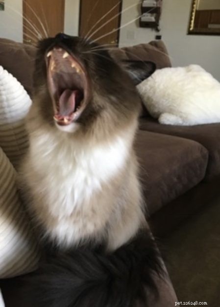 Ragdoll Cats Yawning: What It Means & Why It Happens