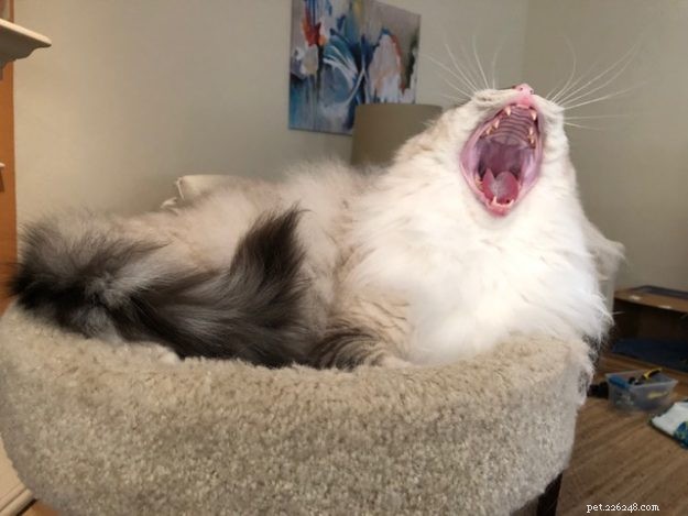 Ragdoll Cats Yawning: What It Means & Why It Happens