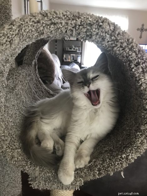 Ragdoll Cats Yawning: What It Means & Why It Happens