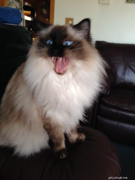 Ragdoll Cats Yawning: What It Means & Why It Happens